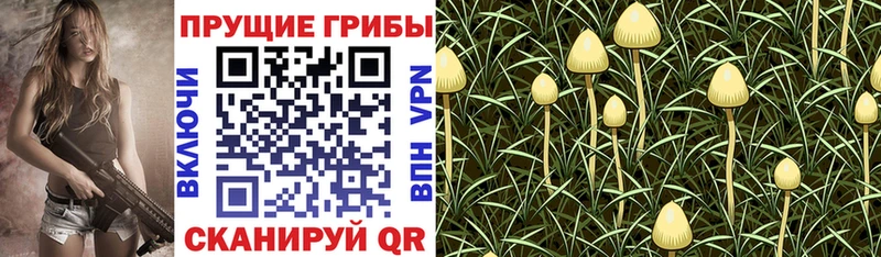 ОМГ ОМГ tor  Суджа  Псилоцибиновые грибы ЛСД  наркотики 